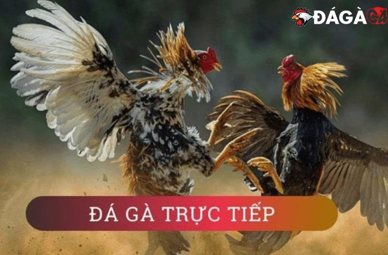 định nghĩa đá gà trực tiếp